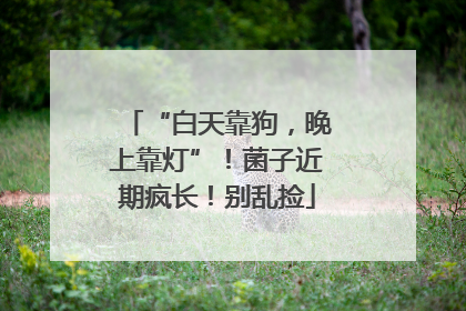 “白天靠狗，晚上靠灯”！菌子近期疯长！别乱捡
