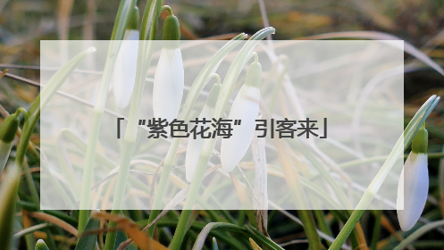 “紫色花海”引客来