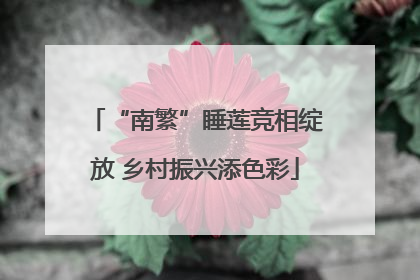 “南繁”睡莲竞相绽放 乡村振兴添色彩