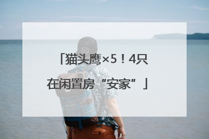 猫头鹰×5！4只在闲置房“安家”