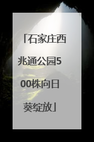 石家庄西兆通公园500株向日葵绽放