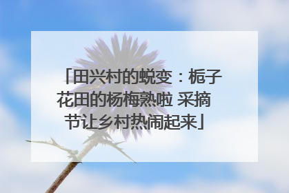 田兴村的蜕变：栀子花田的杨梅熟啦 采摘节让乡村热闹起来