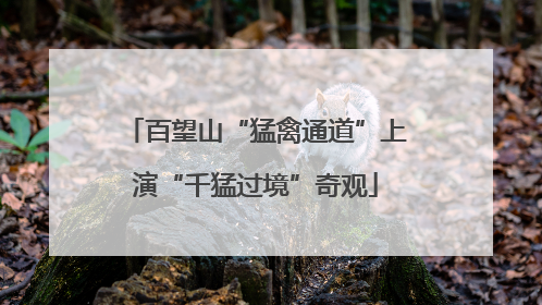 百望山“猛禽通道”上演“千猛过境”奇观