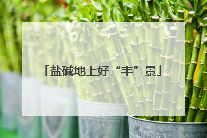 盐碱地上好“丰”景