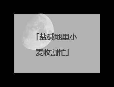 盐碱地里小麦收割忙