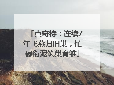 真奇特：连续7年飞燕归旧巢，忙碌衔泥筑巢育雏