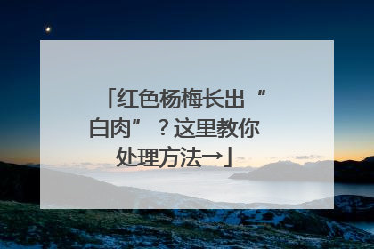 红色杨梅长出“白肉”？这里教你处理方法→