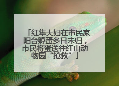 红隼夫妇在市民家阳台孵蛋多日未归，市民将蛋送往红山动物园“抢救”