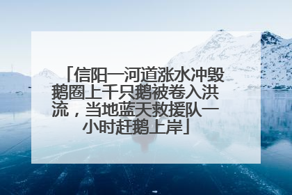 信阳一河道涨水冲毁鹅圈上千只鹅被卷入洪流，当地蓝天救援队一小时赶鹅上岸