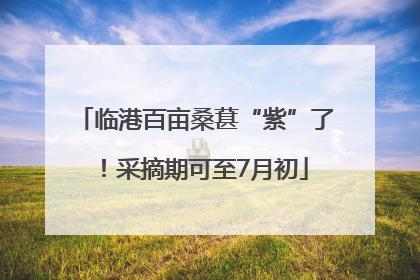 临港百亩桑葚“紫”了！采摘期可至7月初