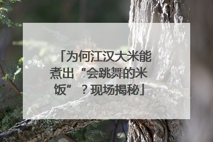 为何江汉大米能煮出“会跳舞的米饭”？现场揭秘