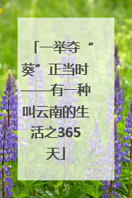 一举夺“葵”正当时——有一种叫云南的生活之365天