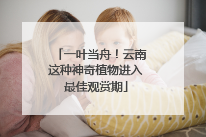 一叶当舟！云南这种神奇植物进入最佳观赏期