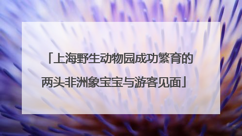 上海野生动物园成功繁育的两头非洲象宝宝与游客见面