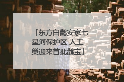 东方白鹳安家七星河保护区 人工巢迎来首批鹳宝