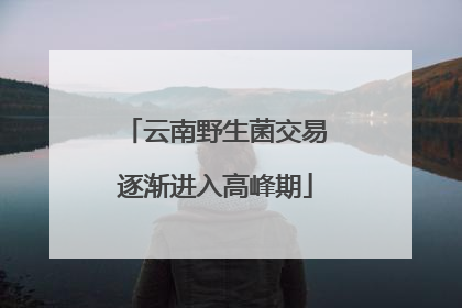 云南野生菌交易逐渐进入高峰期