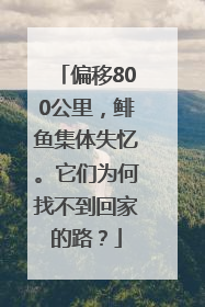 偏移800公里，鲱鱼集体失忆。它们为何找不到回家的路？