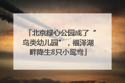 北京绿心公园成了“鸟类幼儿园”，福泽湖畔降生8只小鸳鸯