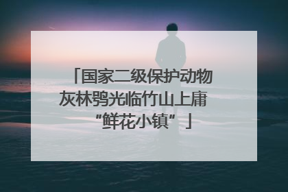 国家二级保护动物灰林鸮光临竹山上庸“鲜花小镇”