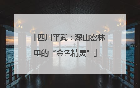 四川平武：深山密林里的“金色精灵”