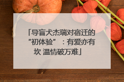 导盲犬杰瑞对宿迁的“初体验”：有爱亦有坎 温情破万难