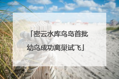 密云水库鸟岛首批幼鸟成功离巢试飞