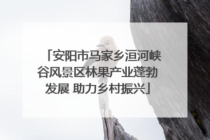 安阳市马家乡洹河峡谷风景区林果产业蓬勃发展 助力乡村振兴