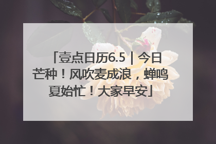 壹点日历6.5｜今日芒种！风吹麦成浪，蝉鸣夏始忙！大家早安