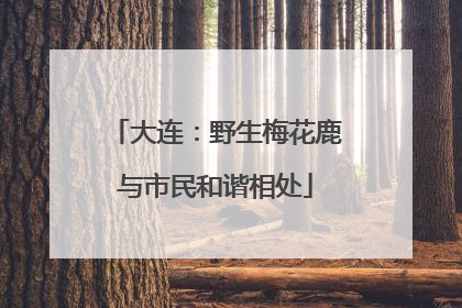 大连：野生梅花鹿与市民和谐相处