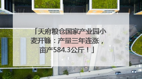 天府粮仓国家产业园小麦开镰：产量三年连涨，亩产584.3公斤！