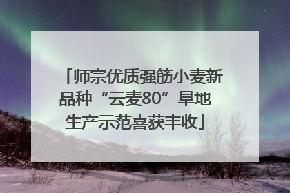 师宗优质强筋小麦新品种“云麦80”旱地生产示范喜获丰收