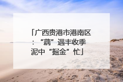 广西贵港市港南区：“藕”遇丰收季 泥中“掘金”忙
