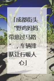 成都街头“野鸡妈妈带崽过马路”，车辆排队让行暖人心