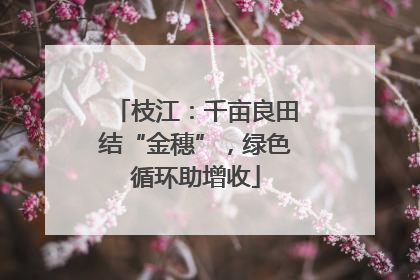 枝江：千亩良田结“金穗”，绿色循环助增收