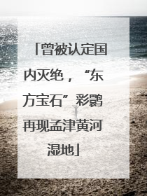 曾被认定国内灭绝，“东方宝石”彩鹮再现孟津黄河湿地