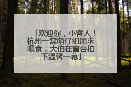 欢迎你，小客人！杭州一窝萌仔组团求喂食，大伯在窗台拍下温馨一幕