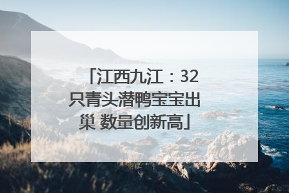 江西九江：32只青头潜鸭宝宝出巢 数量创新高