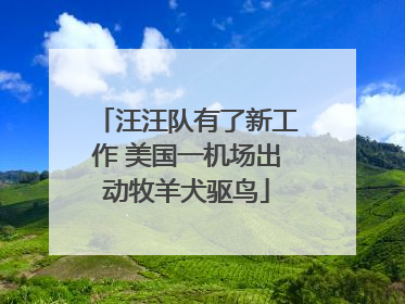 汪汪队有了新工作 美国一机场出动牧羊犬驱鸟