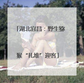 湖北宜昌：野生猕猴“扎堆”迎客