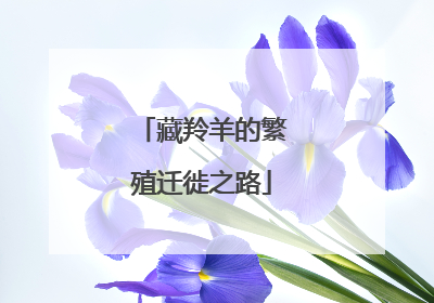 藏羚羊的繁殖迁徙之路
