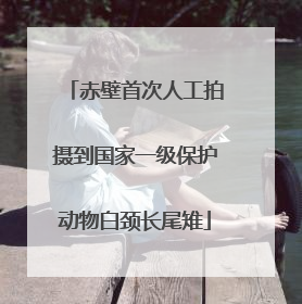 赤壁首次人工拍摄到国家一级保护动物白颈长尾雉