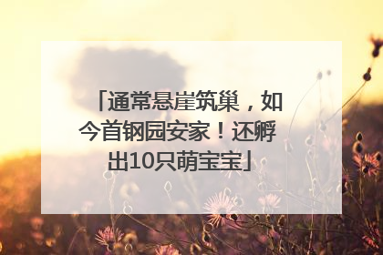 通常悬崖筑巢，如今首钢园安家！还孵出10只萌宝宝