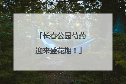长春公园芍药迎来盛花期！