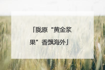 陇原“黄金浆果”香飘海外