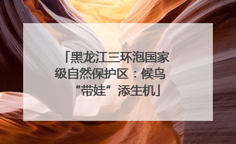 黑龙江三环泡国家级自然保护区：候鸟“带娃”添生机