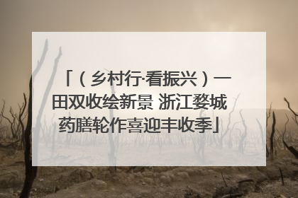 （乡村行·看振兴）一田双收绘新景 浙江婺城药膳轮作喜迎丰收季