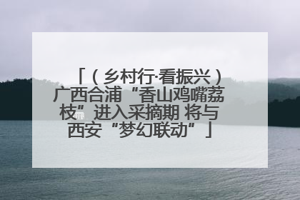 （乡村行·看振兴）广西合浦“香山鸡嘴荔枝”进入采摘期 将与西安“梦幻联动”