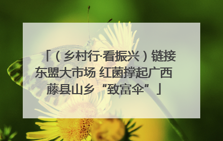 （乡村行·看振兴）链接东盟大市场 红菌撑起广西藤县山乡“致富伞”