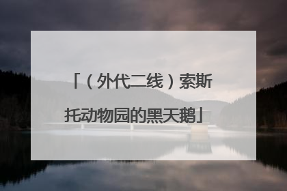 （外代二线）索斯托动物园的黑天鹅